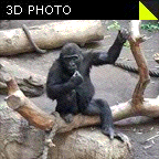 Stereo 3D Fotografie